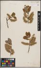 Foto von Salix caprea L.